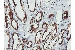 Image no. 8 for anti-CoA Synthase (COASY) antibody (ABIN1497556) (COASY Antikörper)