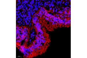 Immunofluorescence of paraffin embedded rat uterus using TR2IT1 (ABIN7075887) at dilution of 1:650 (400x lens) (TXNRD3NB Antikörper)