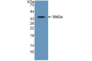 Western blot analysis of recombinant Human GATA2. (GATA2 Antikörper  (AA 175-480))