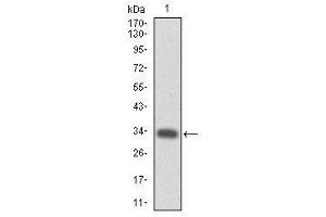 Image no. 2 for anti-Myeloproliferative Leukemia Virus Oncogene (MPL) antibody (ABIN1497161) (MPL Antikörper)