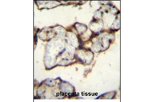 PLCXD2 Antibody (Center) (ABIN656207 and ABIN2845526) immunohistochemistry analysis in formalin fixed and paraffin embedded human placenta tissue followed by peroxidase conjugation of the secondary antibody and DAB staining. (PLCXD2 Antikörper  (AA 99-127))