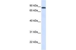 Image no. 1 for anti-DEAD (Asp-Glu-Ala-Asp) Box Polypeptide 1 (DDX1) (AA 432-481) antibody (ABIN6742674) (DDX1 Antikörper  (AA 432-481))