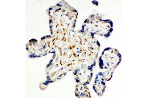 Anti-Syndecan 3 antibody, IHC(P) IHC(P): Human Placenta Tissue