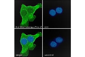(ABIN185660) Immunofluorescence analysis of paraformaldehyde fixed A431 cells, permeabilized with 0.