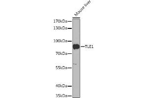 Western blot analysis of extracts of Mouse liver, using TLE1 Rabbit pAb (ABIN6132755, ABIN6149204, ABIN6149206 and ABIN6217324) at 1:1000 dilution. (TLE1 Antikörper  (AA 256-355))