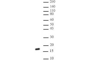 Histone H3 di/trimethyl Lys27 antibody (mAb) tested by Western blot. (Histone 3 Antikörper  (H3K27me2, H3K27me3))