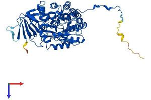 DPYS Protein (AA 1-519) (His tag)
