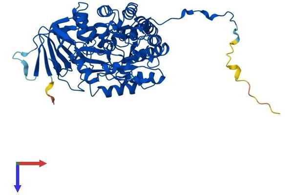 DPYS Protein (AA 1-519) (His tag)