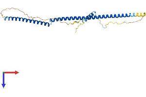 BRMS1 Protein (AA 1-246) (His tag)