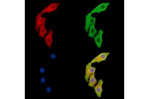 ABIN7095984 and ABIN7100046 staining Hela cells by IF/ICC. (BCL2-Like 15 Antikörper)