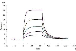 Cynomolgus B7-2, His Tag immobilized on CM5 Chip can bind Cynomolgus CTLA-4, His Tag with an affinity constant of 0. (CD86 Protein (CD86) (AA 26-240) (His tag))