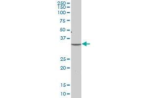 PLSCR1 MaxPab polyclonal antibody. (PLSCR1 Antikörper  (AA 1-318))