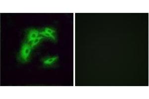 Immunofluorescence analysis of A549 cells, using OR5I1 Antibody. (OR5I1 Antikörper  (AA 206-255))