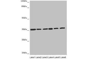 Western blot All lanes: ETFA antibody at 4. (ETFA Antikörper  (AA 1-333))