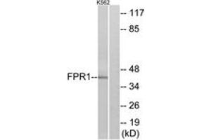 Western blot analysis of extracts from K562 cells, using FPR1 Antibody. (FPR1 Antikörper  (AA 155-204))