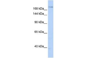 WB Suggested Anti-PLXNA2 Antibody Titration:  0. (Plexin A2 Antikörper  (N-Term))
