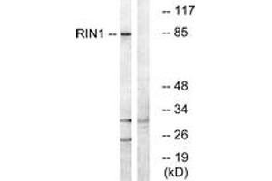 Western blot analysis of extracts from K562 cells, using RIN1 Antibody.
