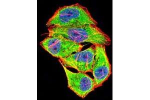 Immunofluorescence analysis of Hela cells using COL1A2 mouse mAb (green). (COL1A2 Antikörper  (AA 23-79))
