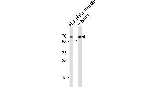 Western blot analysis of lysates from human skeletal muscle and human heart tissue (from left to right), using Cry2 Antibody  A. (CRY2 Antikörper  (C-Term))
