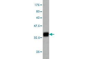 Western Blot detection against Immunogen (36.
