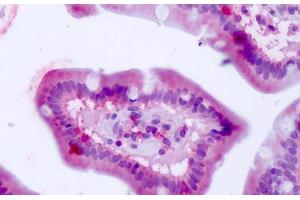 Anti-BEST4 antibody IHC staining of human small intestine. (Bestrophin 4 Antikörper  (Internal Region))