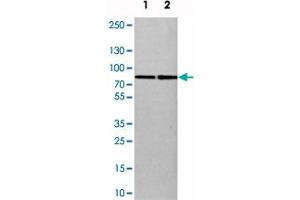 Western blot analysis of cell lysates with SETD3 polyclonal antibody  at 1:250-1:500 dilution.