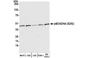 Western Blotting (WB) image for anti-Branched Chain Keto Acid Dehydrogenase E1, alpha Polypeptide (BCKDHA) (pSer292) antibody (ABIN7452999) (BCKDHA Antikörper  (pSer292))