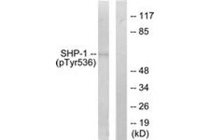 Western blot analysis of extracts from RAW264. (SHP1 Antikörper  (pTyr536))