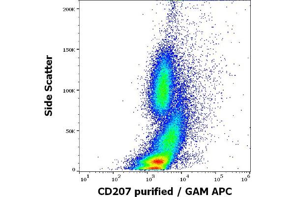 CD207 Antikörper