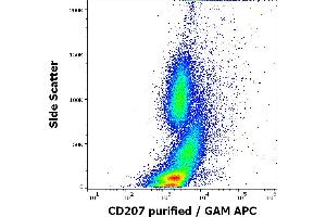 Flow cytometry intracellular staining pattern of human stimulated (GM-CSF + IL-4 + TGF-beta) peripheral blood mononuclear cells whole blood stained using anti-human CD207 (2G3) purified antibody (concentration in sample 0. (CD207 Antikörper)