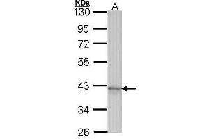 WB Image Sample (30 ug of whole cell lysate) A: Hela 10% SDS PAGE Adenosine receptor A1 antibody antibody diluted at 1:1000 (ADORA1 Antikörper)