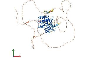 Protein Structure (PS) image for NUAK Family, SNF1-Like Kinase, 1 (NUAK1) (AA 1-658) protein (His tag) (ABIN7563982)