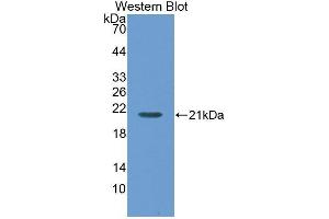 Western Blotting (WB) image for anti-Maltase-Glucoamylase (MGAM) (AA 213-392) antibody (ABIN1859810)