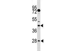 DUSP6 antibody western blot analysis in mouse stomach tissue lysate. (DUSP6 Antikörper  (AA 59-88))