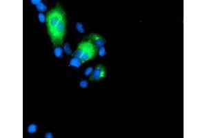 Immunofluorescence (IF) image for anti-Golgi Membrane Protein 1 (GOLM1) antibody (ABIN1498493)
