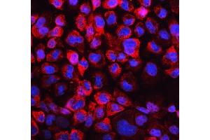 anti-Lactate Dehydrogenase B (LDHB) (AA 237-334) antibody