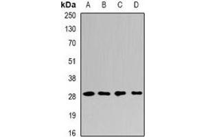 Western blot analysis of PSMF1 expression in A549 (A), K562 (B), mouse liver (C), mouse testis (D) whole cell lysates.