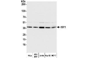 anti-ISY1 Splicing Factor Homolog (ISY1) (AA 200-250) antibody