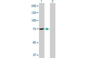 Western Blot analysis of MID2 expression in transfected 293T cell line by MID2 MaxPab polyclonal antibody. (Midline 2 Antikörper  (AA 1-685))