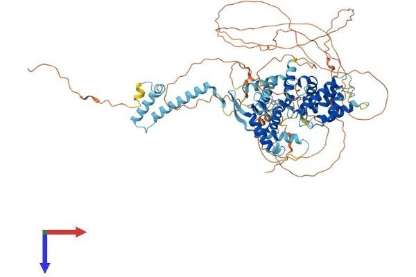 DEPDC1 Protein (AA 1-811) (His tag)