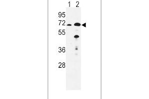 Western blot analysis of EHHADH Antibody (C-term) (ABIN652576 and ABIN2842388) in mouse liver(lane 1), kidney(lane 2) tissue lysates (35 μg/lane).