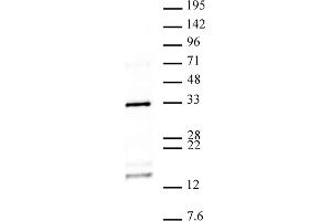 Histone H2AQ104me1 antibody (pAb) tested by Western blot.
