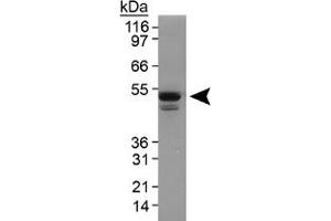 Western blot analysis of Plin3 in 3T3-L1 lysate using Plin3 polyclonal antibody .