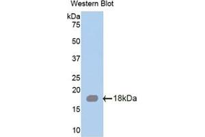 Detection of Recombinant SRGN, Mouse using Polyclonal Antibody to Serglycin (SRGN)