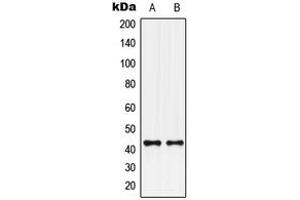 Western blot analysis of GPR132 expression in U251MG (A), U2OS (B) whole cell lysates. (G Protein-Coupled Receptor 132 Antikörper  (C-Term))
