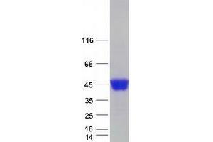 Western Blotting (WB) image for Sialidase 1 (Lysosomal Sialidase) (NEU1) protein (Myc-DYKDDDDK Tag) (ABIN2732033)