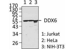 Western Blotting (WB) image for anti-DEAD (Asp-Glu-Ala-Asp) Box Polypeptide 6 (DDX6) antibody (ABIN2664929) (DDX6 Antikörper)