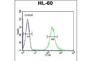 Flow cytometric analysis of HL-60 cells (right histogram) compared to a negative control cell (left histogram). (FKBPL Antikörper  (C-Term))