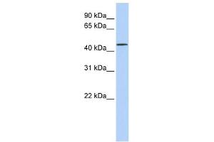 LRRC28 antibody used at 1 ug/ml to detect target protein. (LRRC28 Antikörper  (N-Term))
