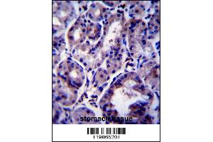 SNX24 Antibody immunohistochemistry analysis in formalin fixed and paraffin embedded human stomach tissue followed by peroxidase conjugation of the secondary antibody and DAB staining. (SNX24 Antikörper  (AA 86-113))
